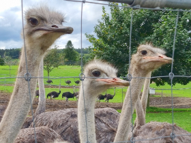 Ausflug nach Waldburg und Wangen